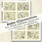 Mappe mit antiken Pflanzenstichen in 2 Größen, 25 Seiten [Digital] – Bild 8