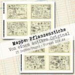 Antike Pflanzenstiche – Bild 3