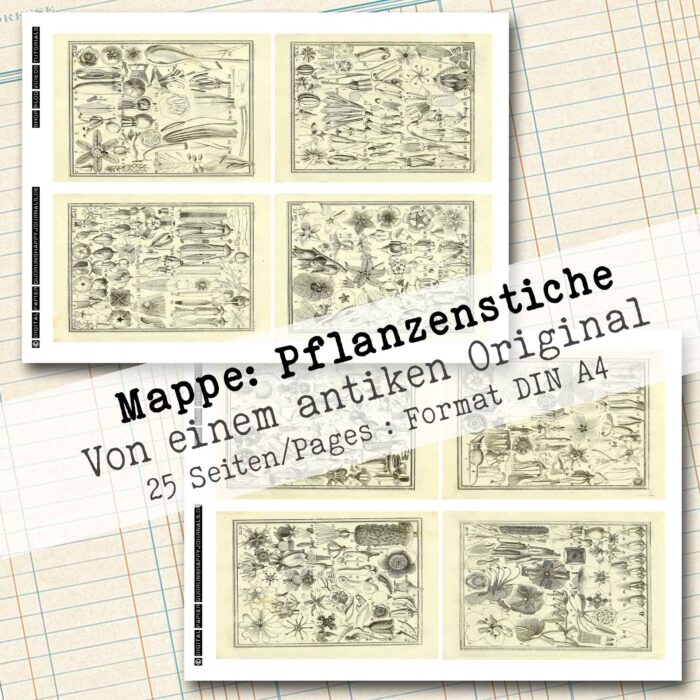 Antike Pflanzenstiche – Bild 3