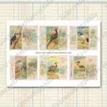 Tropische Vögel, Vintage Zigarettenkarten, farbige Lithografien, 5 Seiten [Digital] – Bild 3