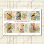 Tropische Vögel, Vintage Zigarettenkarten, farbige Lithografien, 5 Seiten [Digital] – Bild 4