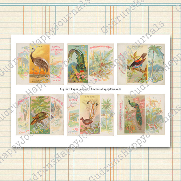 Tropische Vögel, Vintage Zigarettenkarten, farbige Lithografien, 5 Seiten [Digital] – Bild 4