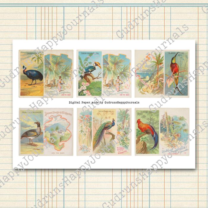 Tropische Vögel, Vintage Zigarettenkarten, farbige Lithografien, 5 Seiten [Digital] – Bild 5