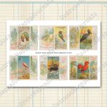 Tropische Vögel, Vintage Zigarettenkarten, farbige Lithografien, 5 Seiten [Digital] – Bild 6