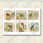 Tropische Vögel, Vintage Zigarettenkarten, farbige Lithografien, 5 Seiten [Digital] – Bild 7