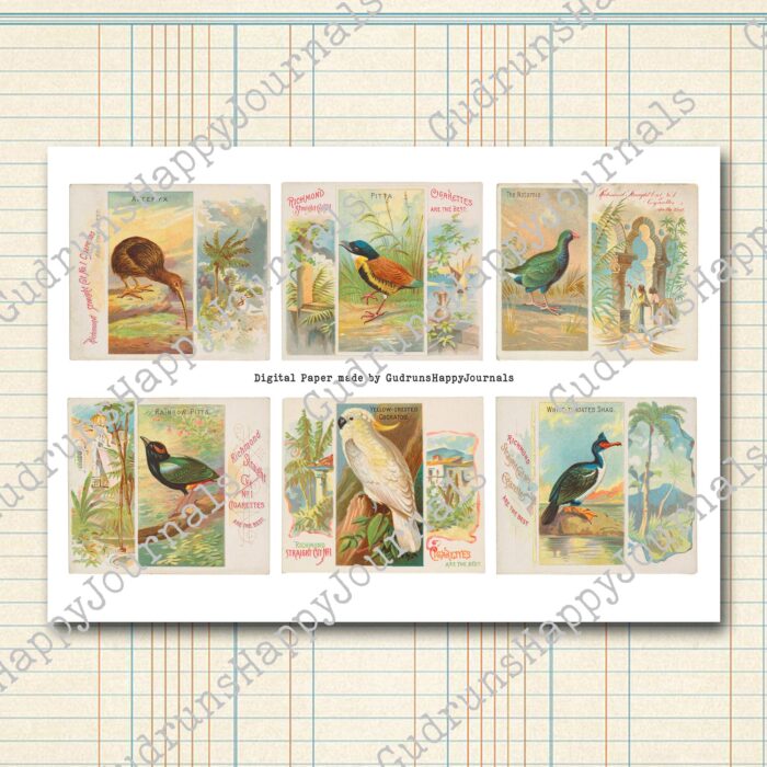 Tropische Vögel, Vintage Zigarettenkarten, farbige Lithografien, 5 Seiten [Digital] – Bild 7